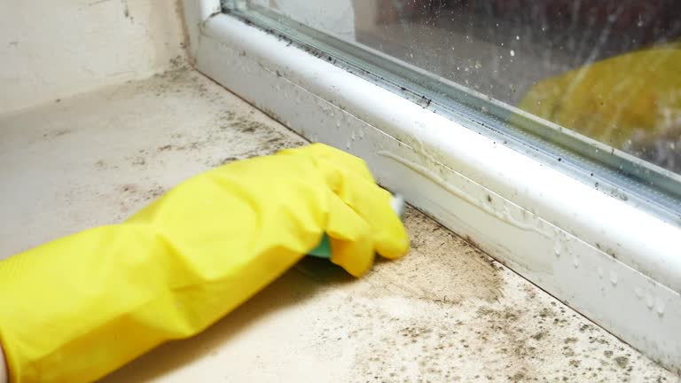 Best Commercial Mold Inspection  in Sycamore, GA